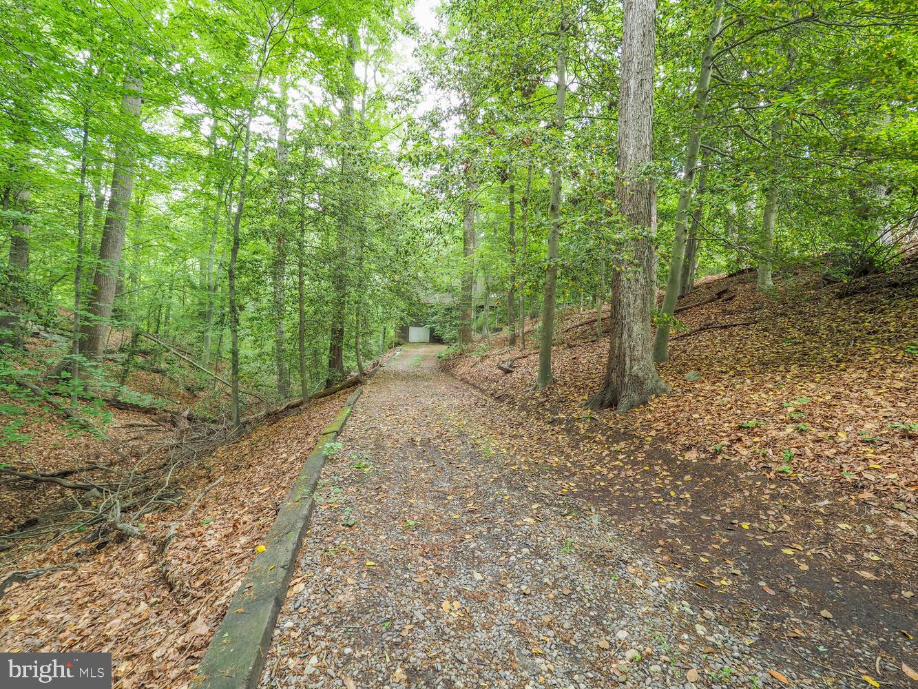524 Ridge Road Annapolis, MD 21401 - Photo 4 of 58 a view of a forest with trees