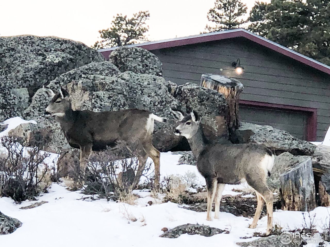 345 Caddo Road Red Feather Lakes, CO 80545 - Photo 28 of 40 Deer by the garage