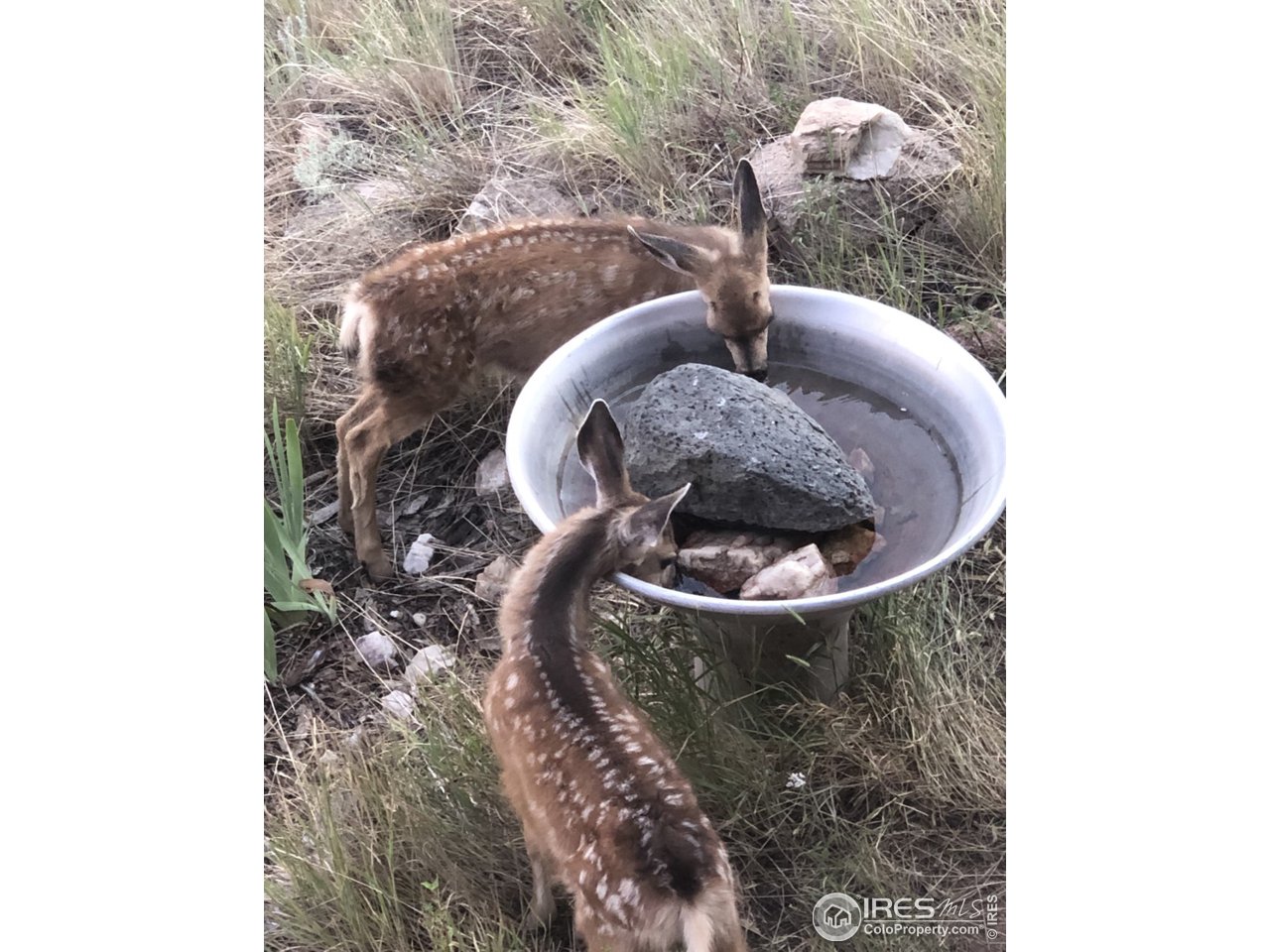 345 Caddo Road Red Feather Lakes, CO 80545 - Photo 30 of 40 Enjoy the wildlife, like these fawns drinking from the birdbath!