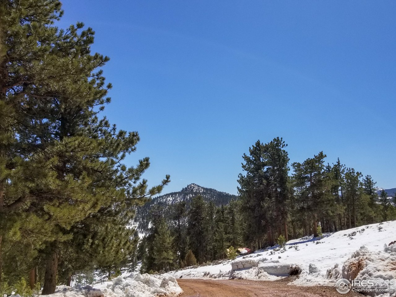 345 Caddo Road Red Feather Lakes, CO 80545 - Photo 33 of 40 looking toward the road
