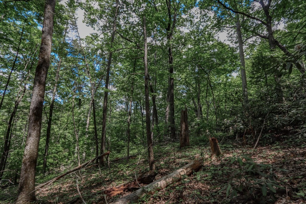33983400 Laurelwood Road Cosby, TN 37722 - Photo 29 of 35 Gallery Image 29