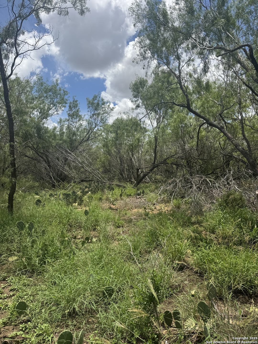 2 Windmill Ranchettes Cr 329 Pleasanton, TX 78064 - Photo 3 of 5 a view of a lush green forest with lots of trees