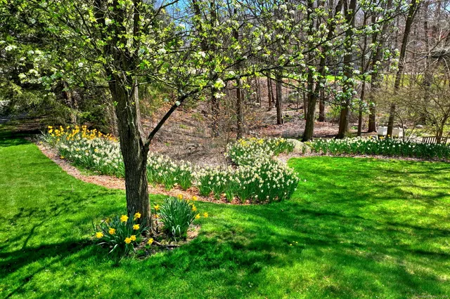 a view of backyard with tree