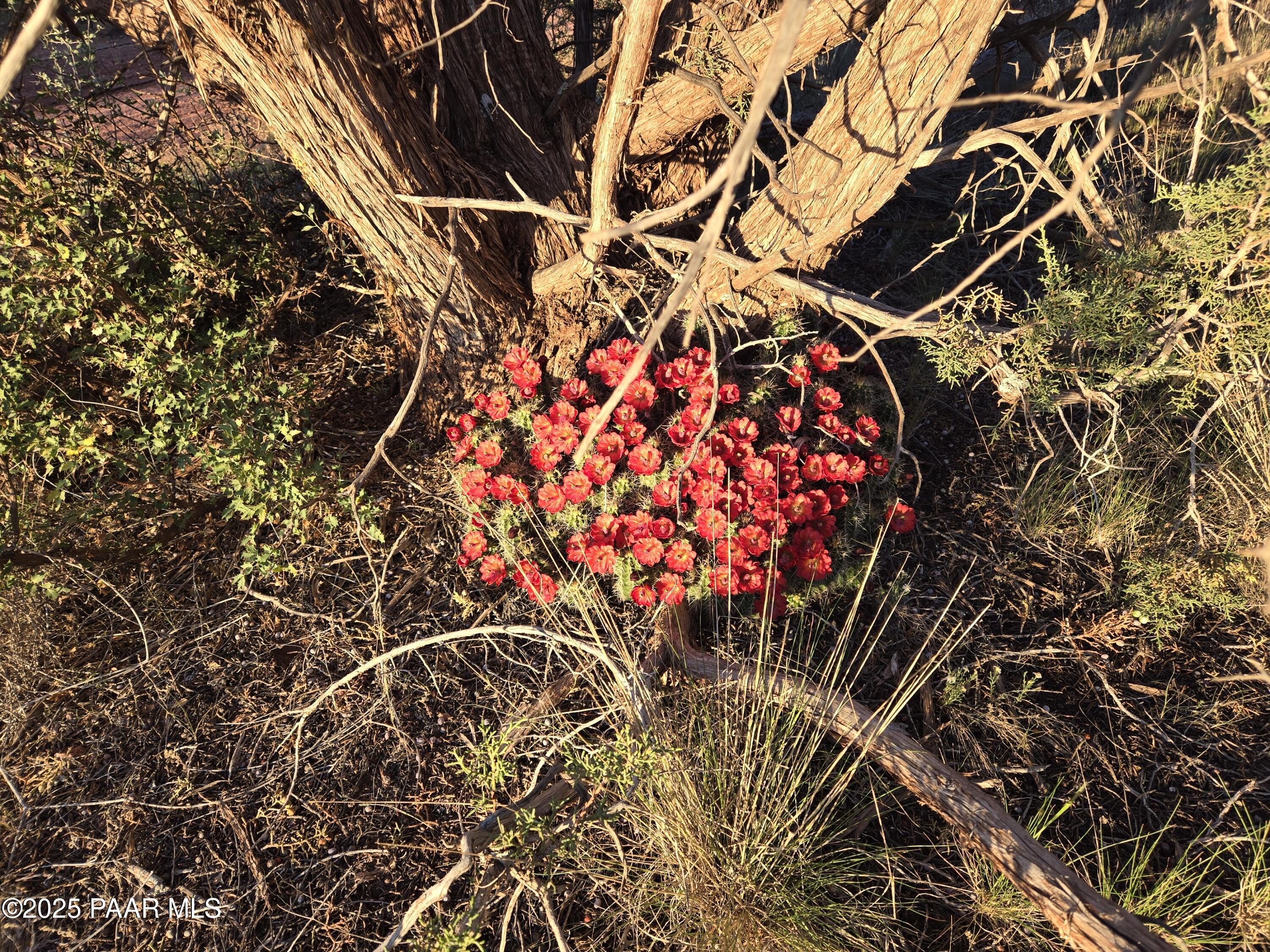 207 A Arizona Road Ash Fork, AZ 86320 - Photo 16 of 18 20240527_191008