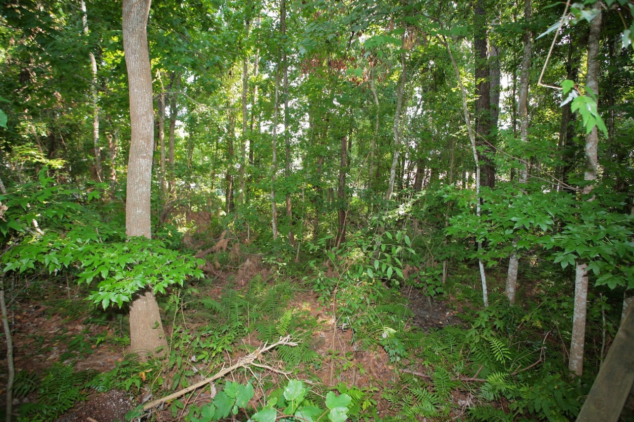 2536 Benjamin Road Jacksonville, FL 32223 - Photo 25 of 25 a backyard of a house with lots of green space