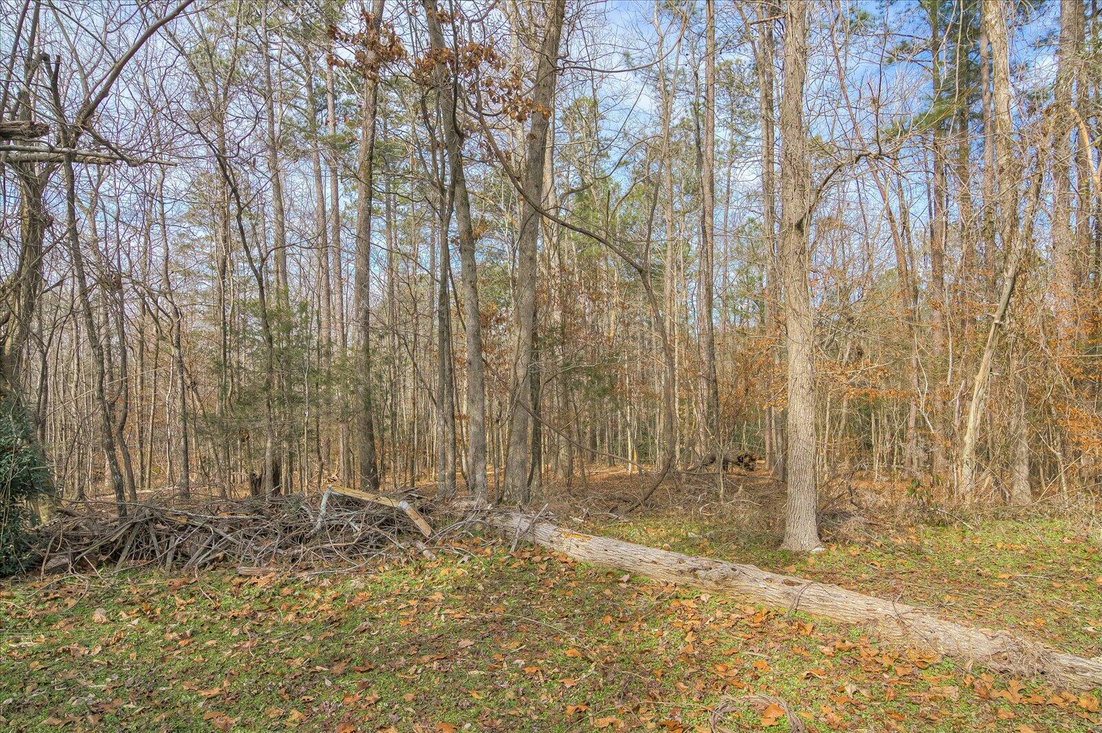 788 Briggs Road North Augusta, SC 29860 - Photo 26 of 31 6 acres of forest