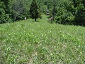 9976 D Caney Rdg Road Coeburn, VA 24230 - Photo 3 of 7 Back pasture