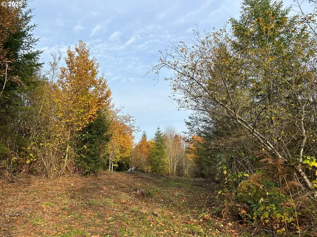 a view of a yard with a tree
