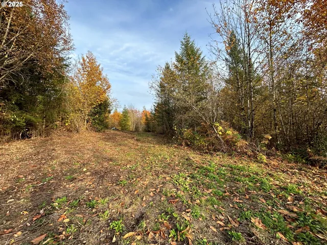 a view of a yard with trees