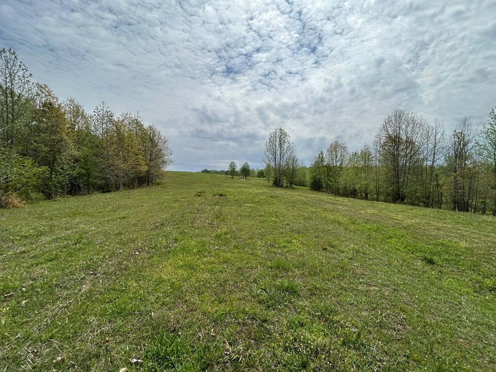 0 Elkhorn Road Springville, TN 38256 - Photo 14 of 22 a view of a big yard with large trees