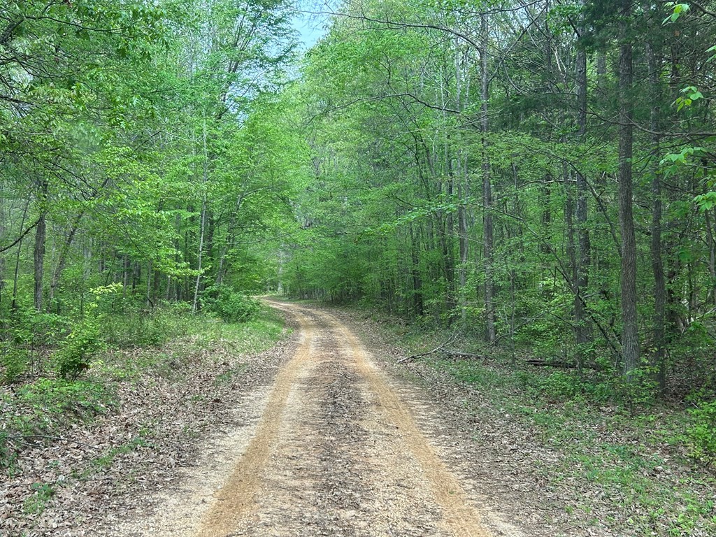 0 Elkhorn Road Springville, TN 38256 - Photo 21 of 22 a view of a yard with a trees