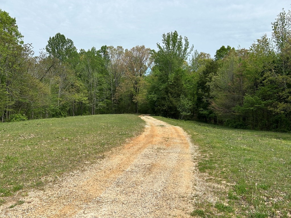 0 Elkhorn Road Springville, TN 38256 - Photo 5 of 22 a view of a yard with a tree