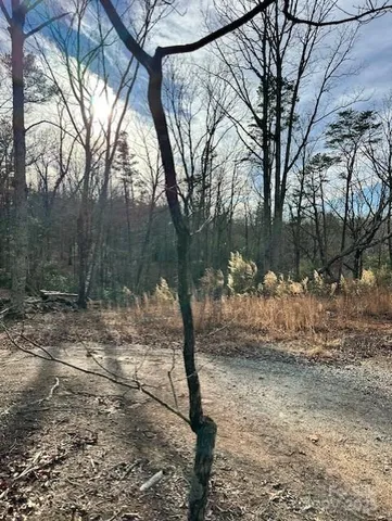 a view of a forest with trees
