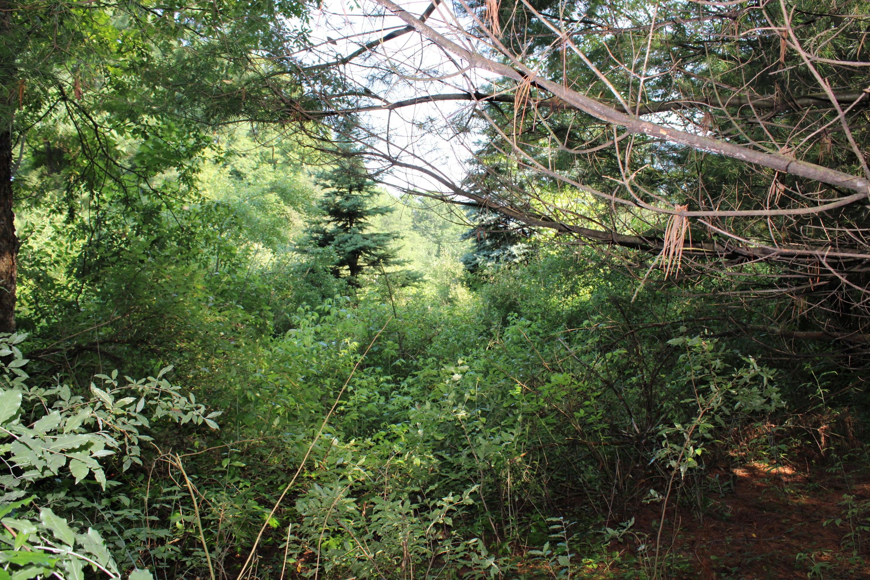 3378 West Beck Road Farwell, MI 48622 - Photo 18 of 25 IMG_0501
