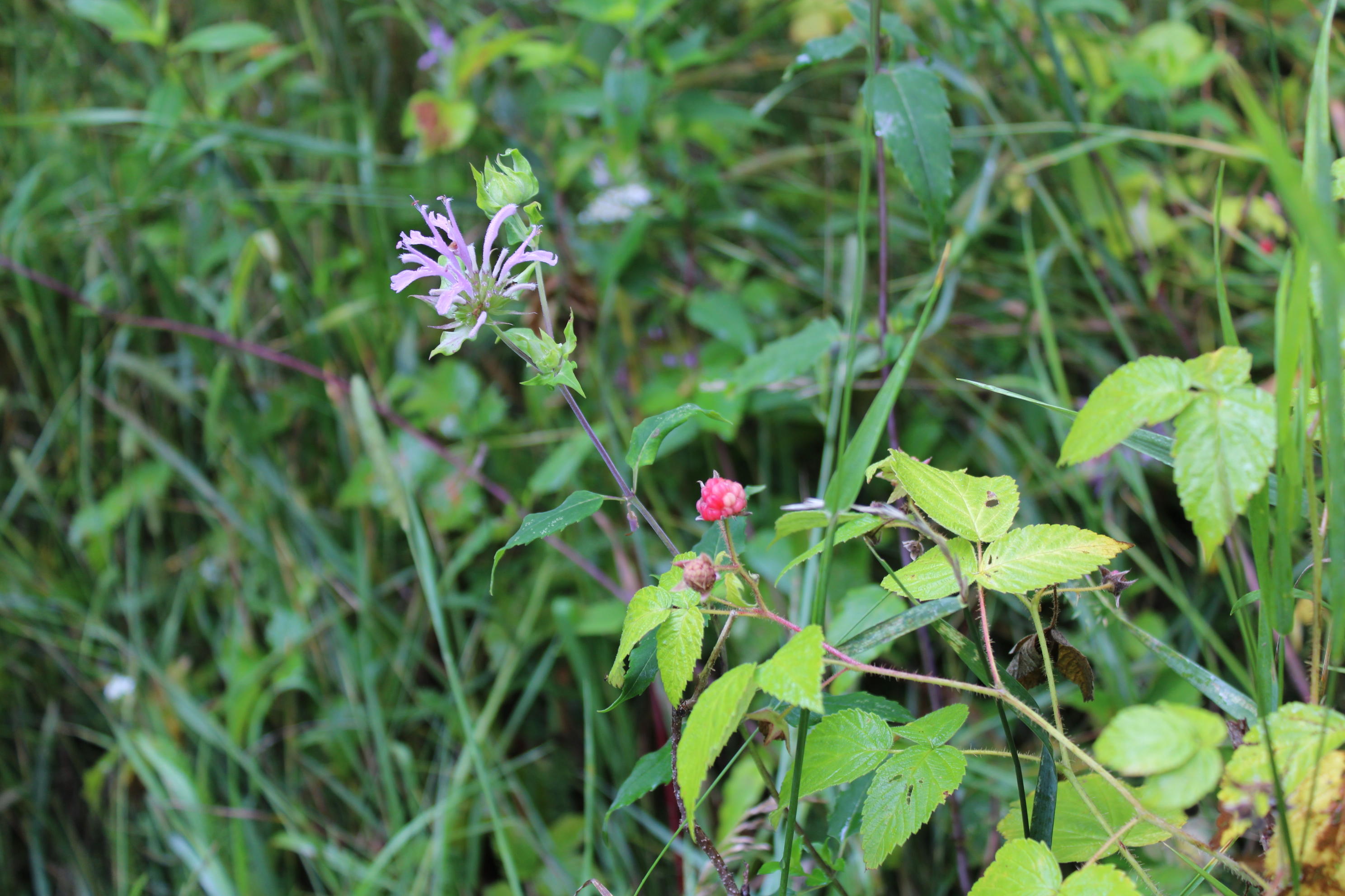 3378 West Beck Road Farwell, MI 48622 - Photo 19 of 25 IMG_0502