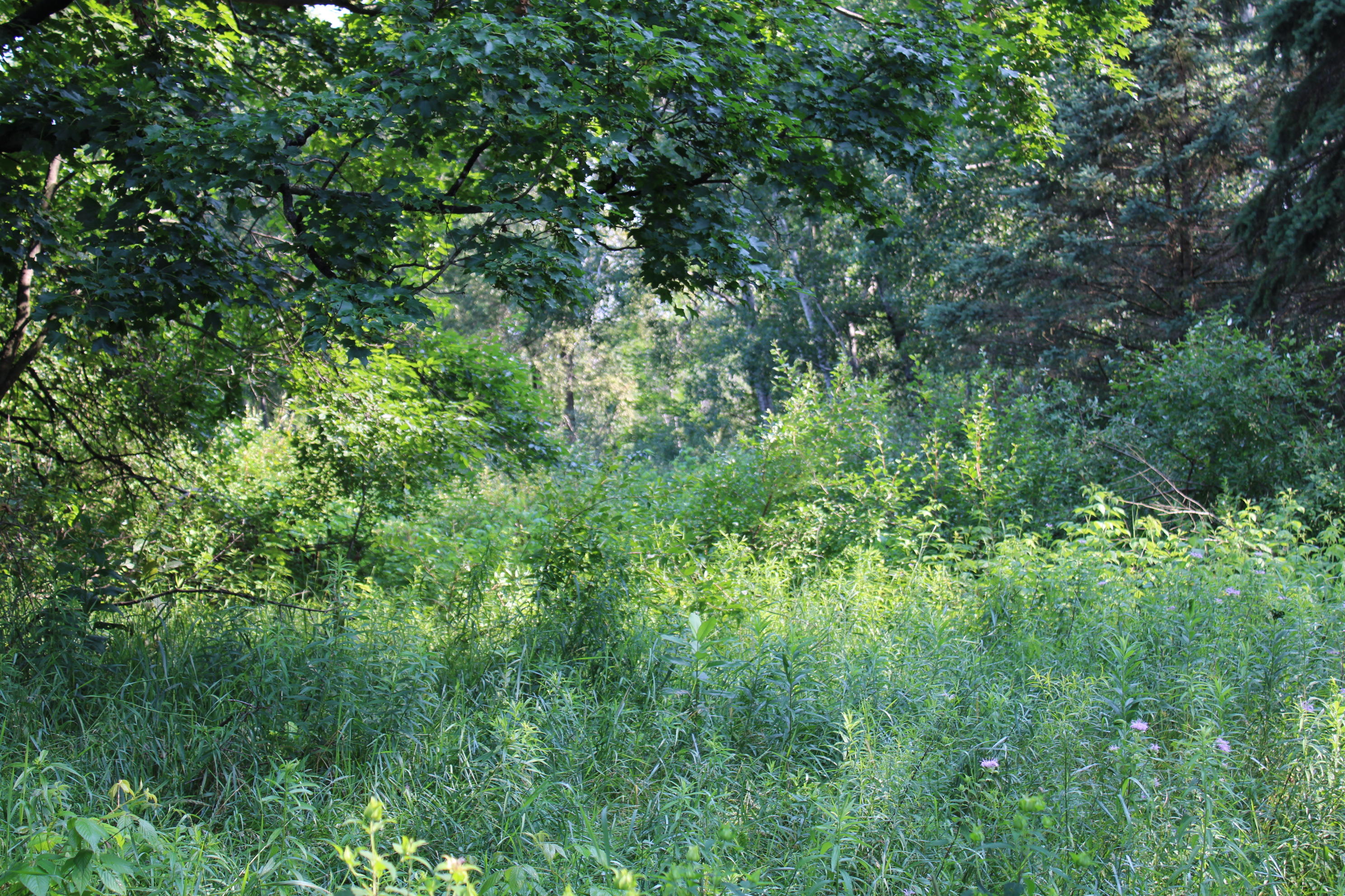 3378 West Beck Road Farwell, MI 48622 - Photo 20 of 25 IMG_0504