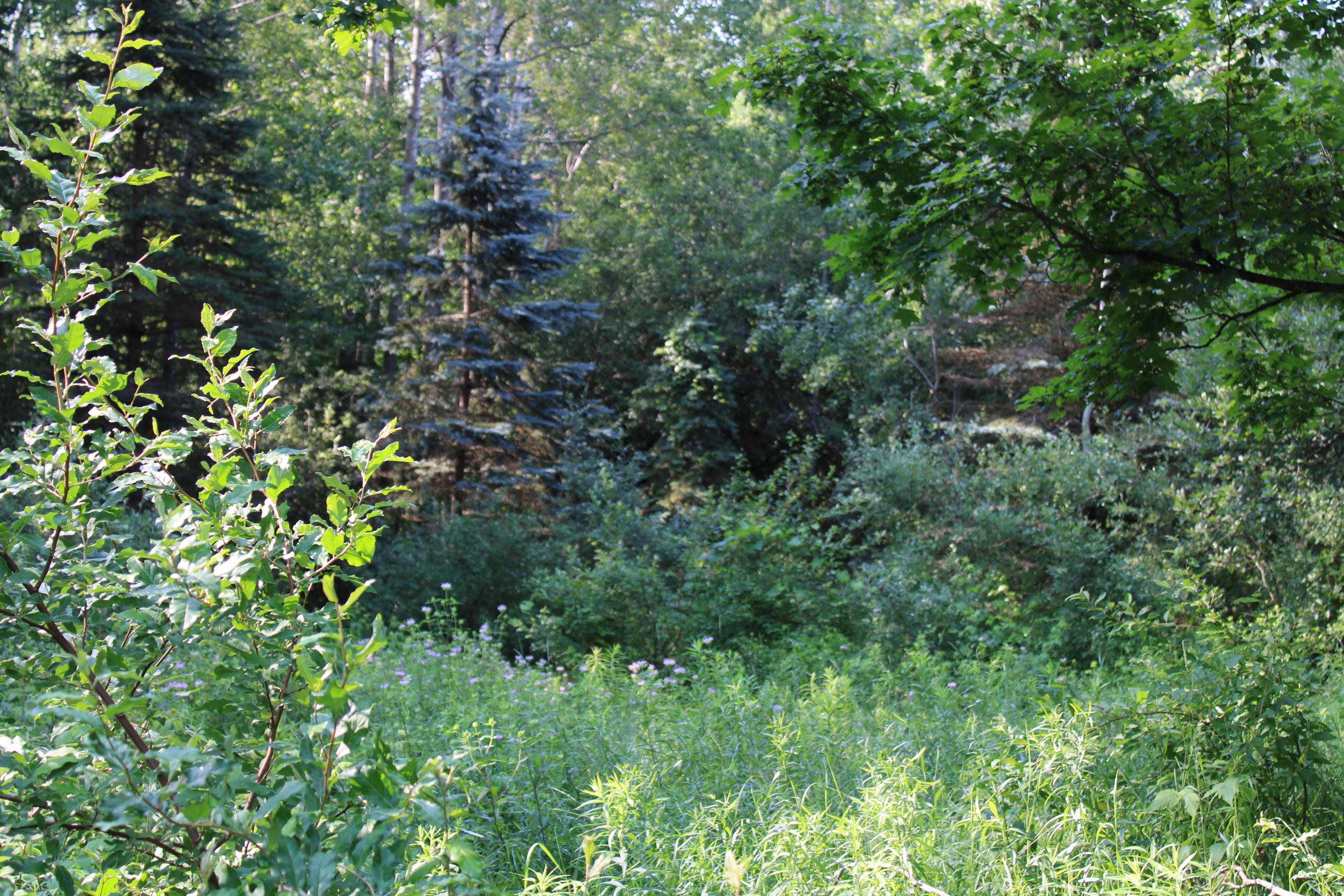 3378 West Beck Road Farwell, MI 48622 - Photo 21 of 25 IMG_0505