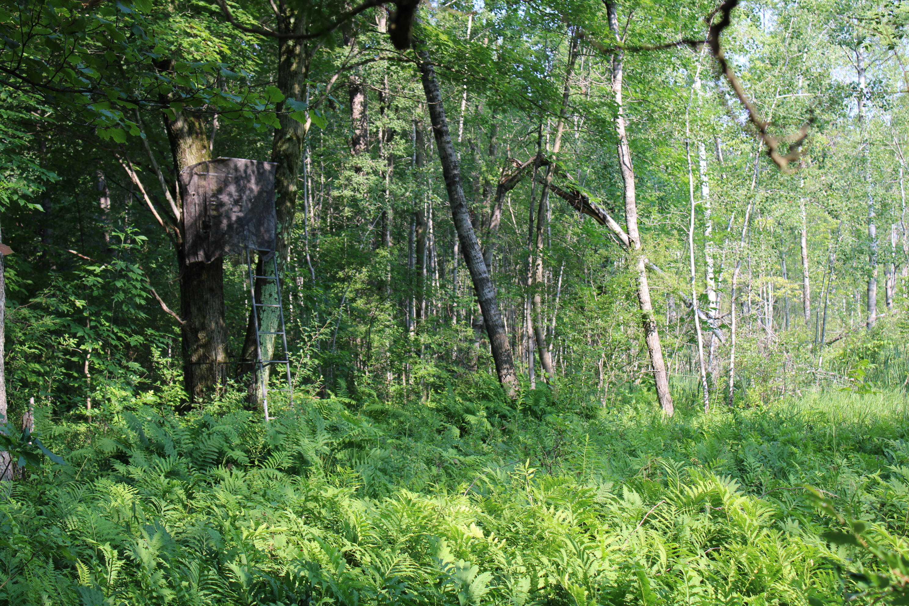 3378 West Beck Road Farwell, MI 48622 - Photo 22 of 25 IMG_0506