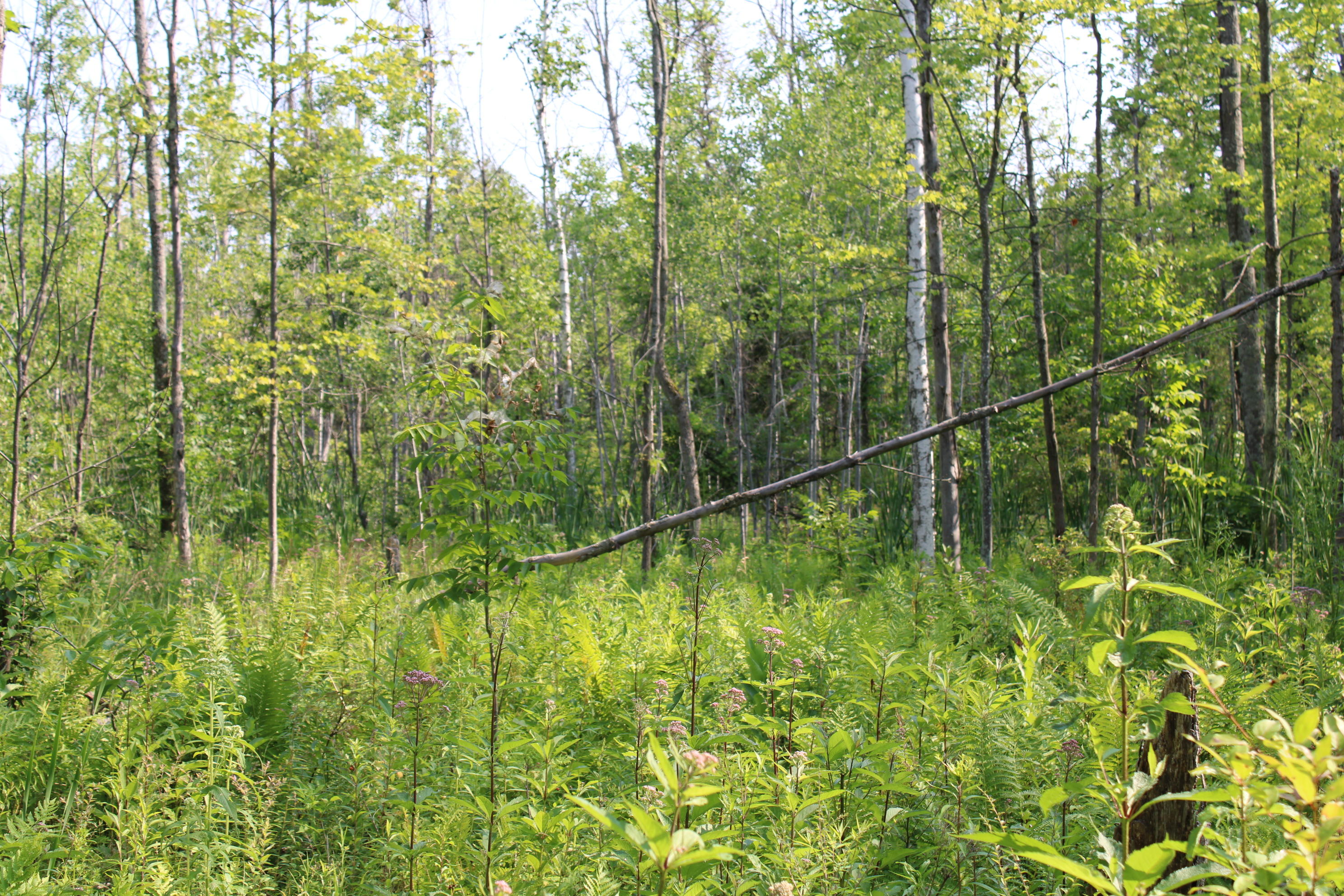 3378 West Beck Road Farwell, MI 48622 - Photo 23 of 25 IMG_0507