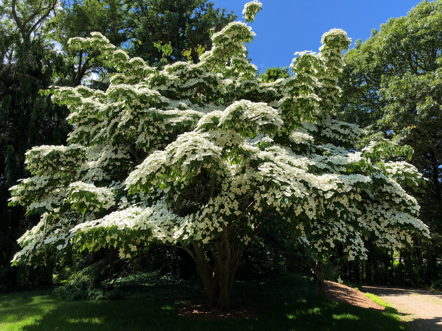 57 Hines Point Road Vineyard Haven, MA 02568 - Photo 27 of 29 a view of a bunch of trees