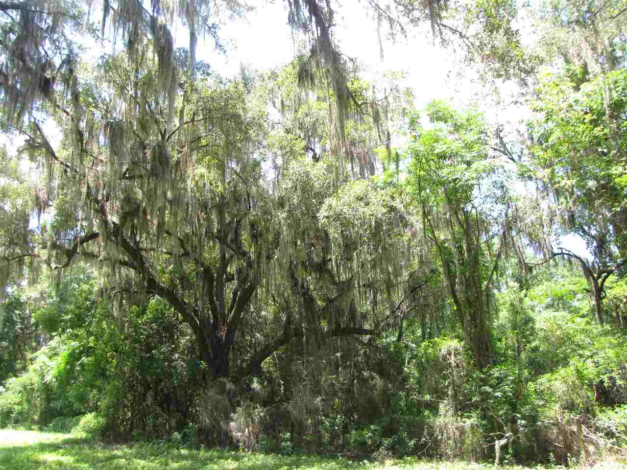 Vacant Southeast Old County Camp Road Madison, FL 32340 - Photo 7 of 11 Gallery Image 7