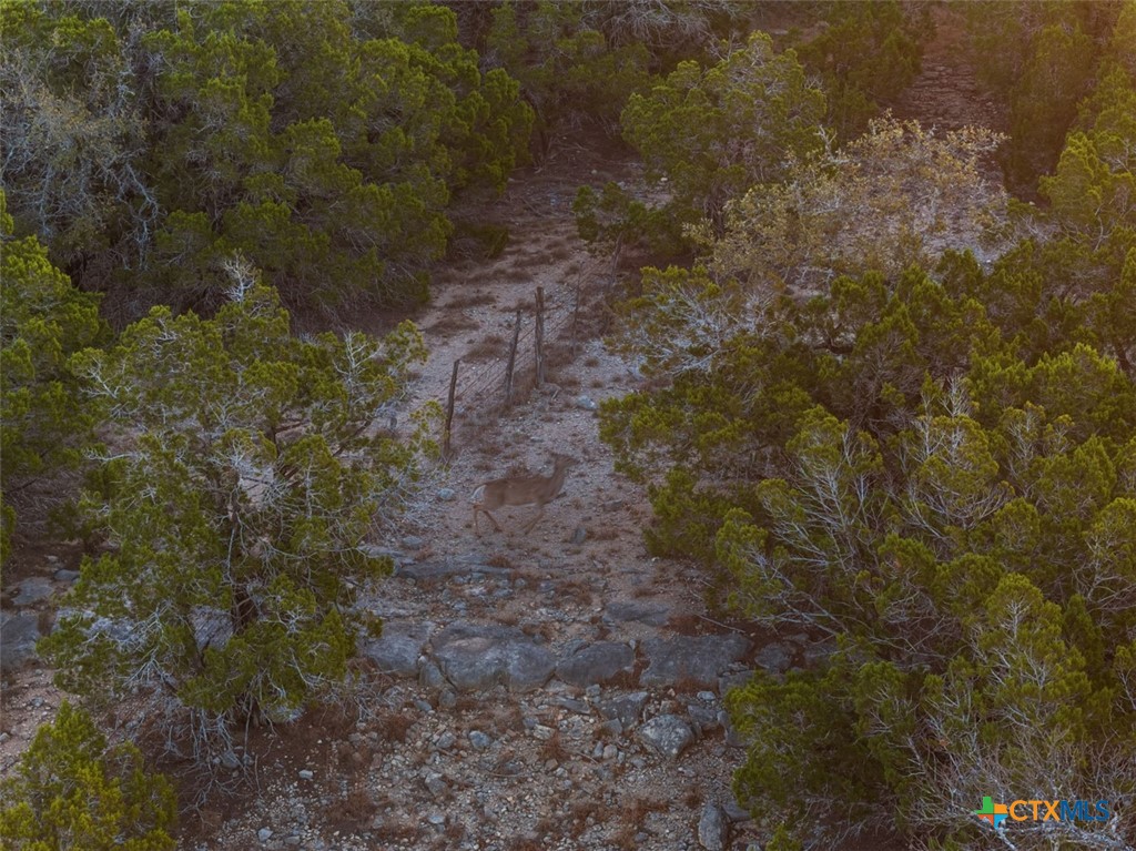 3003 Old Red Ranch Road Johnson City, TX 78636 - Photo 8 of 17 a view of a forest with large trees