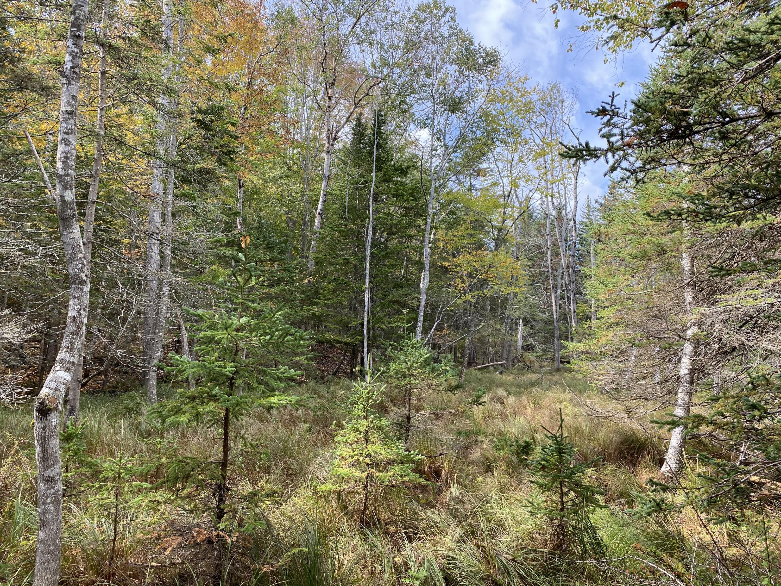 0 West Bay Road Islesboro, ME 04848 - Photo 32 of 60 IMG_1650