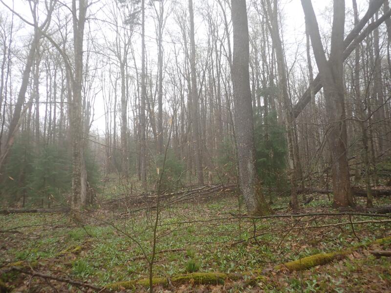 0 Blair Kiln Road Chateaugay, NY 12920 - Photo 17 of 21 Gallery Image 17