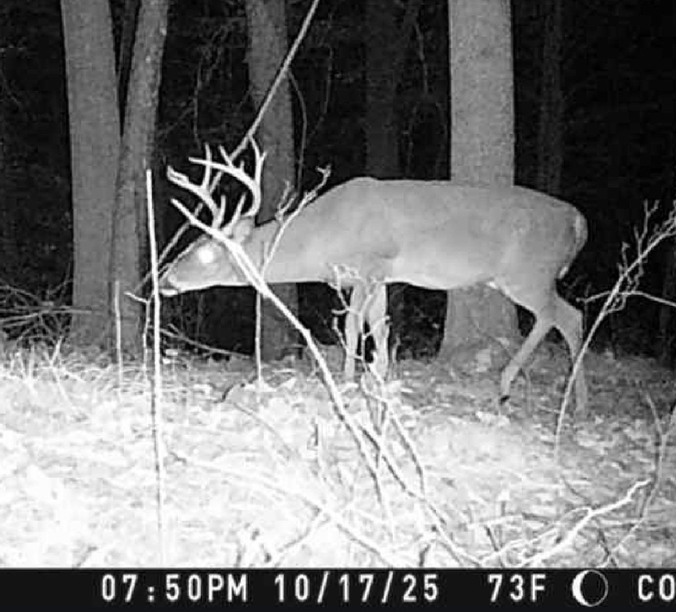 0 Downing Hollow Road Waynesboro, TN 38485 - Photo 13 of 29