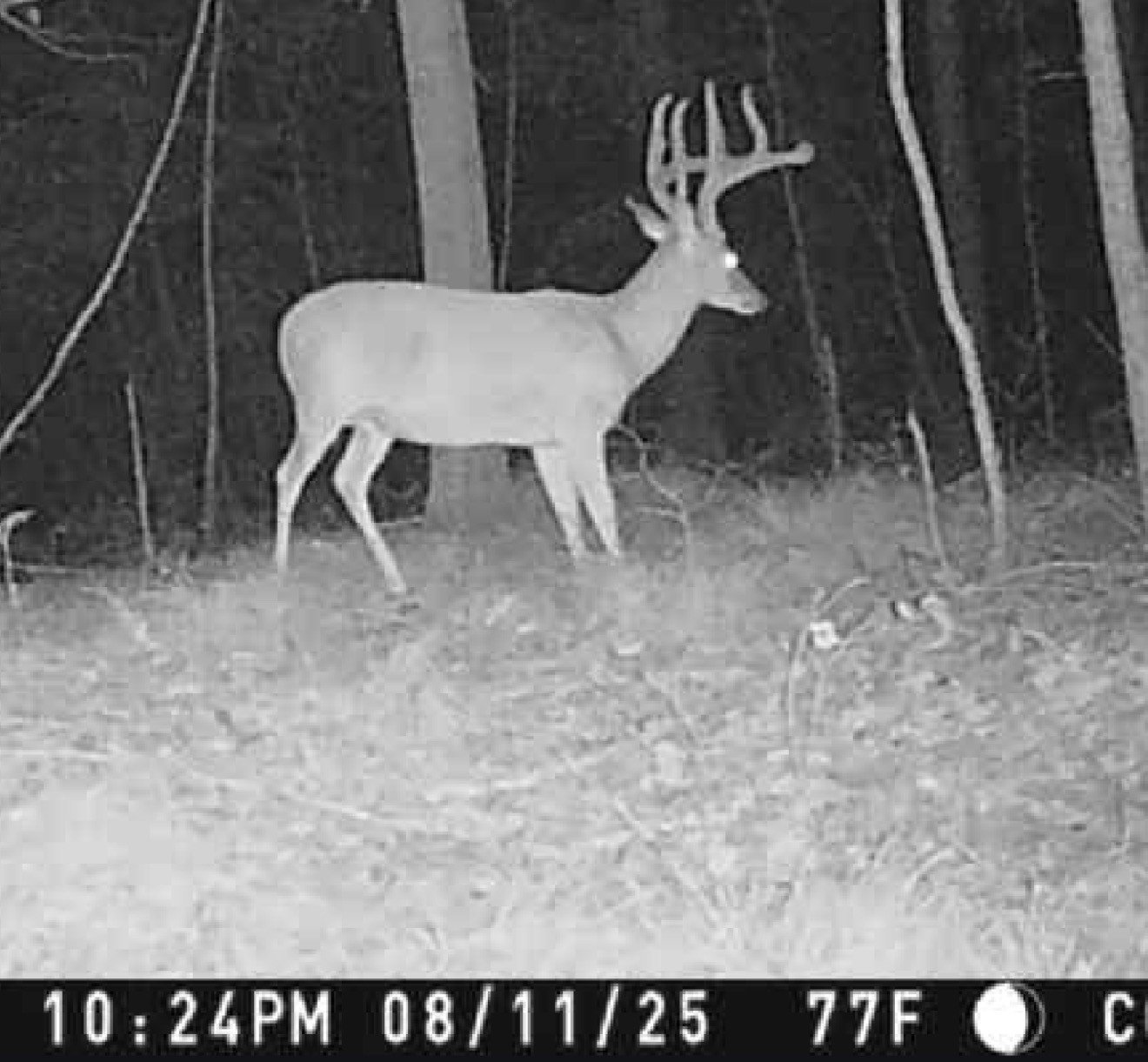 0 Downing Hollow Road Waynesboro, TN 38485 - Photo 17 of 29