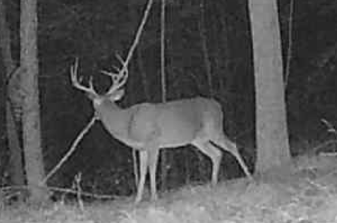 0 Downing Hollow Road Waynesboro, TN 38485 - Photo 20 of 29