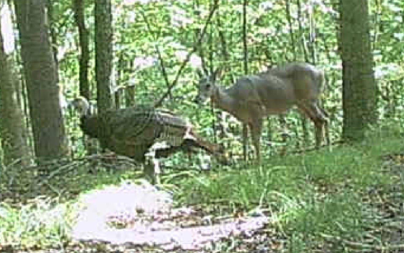 0 Downing Hollow Road Waynesboro, TN 38485 - Photo 2 of 29