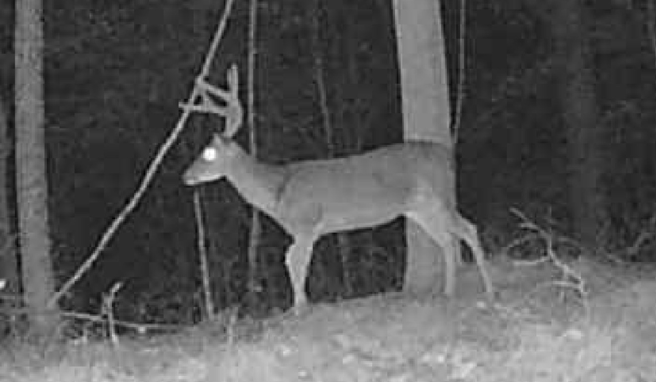 0 Downing Hollow Road Waynesboro, TN 38485 - Photo 22 of 29