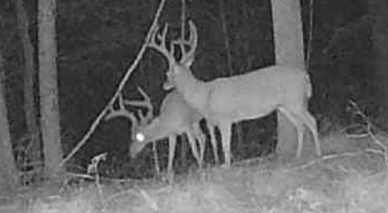 0 Downing Hollow Road Waynesboro, TN 38485 - Photo 3 of 29