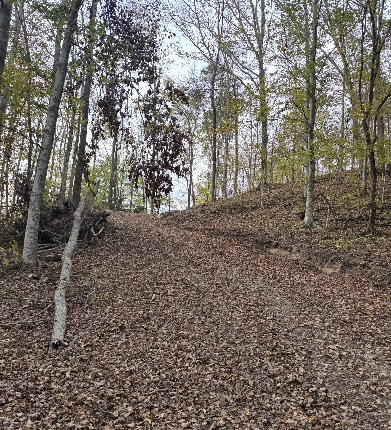 0 Downing Hollow Road Waynesboro, TN 38485 - Photo 9 of 29