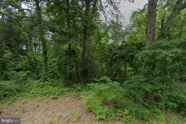 a view of a lush green forest