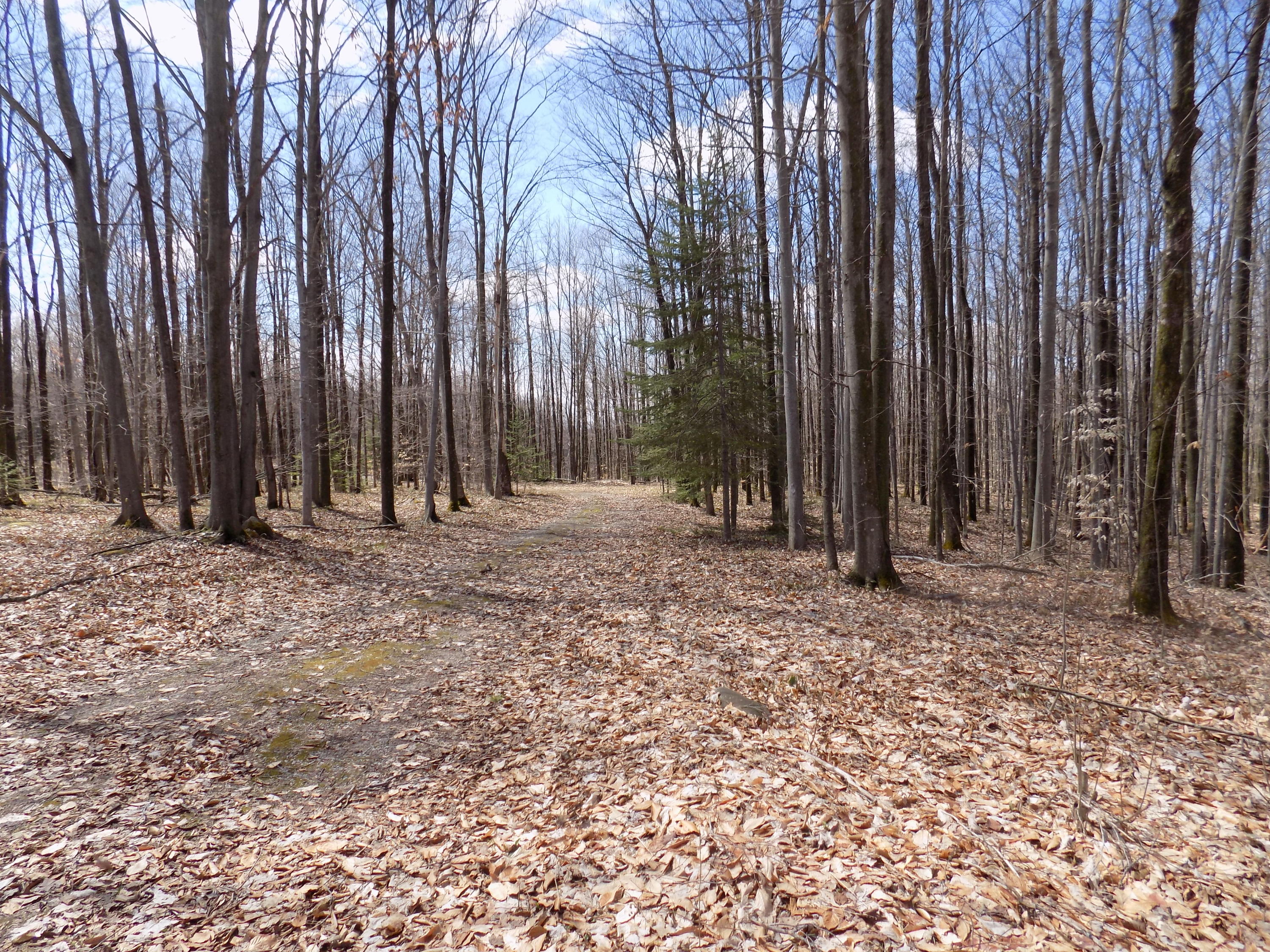 17870 Hayes Road Hillman, MI 49746 - Photo 14 of 21 Gallery Image 14