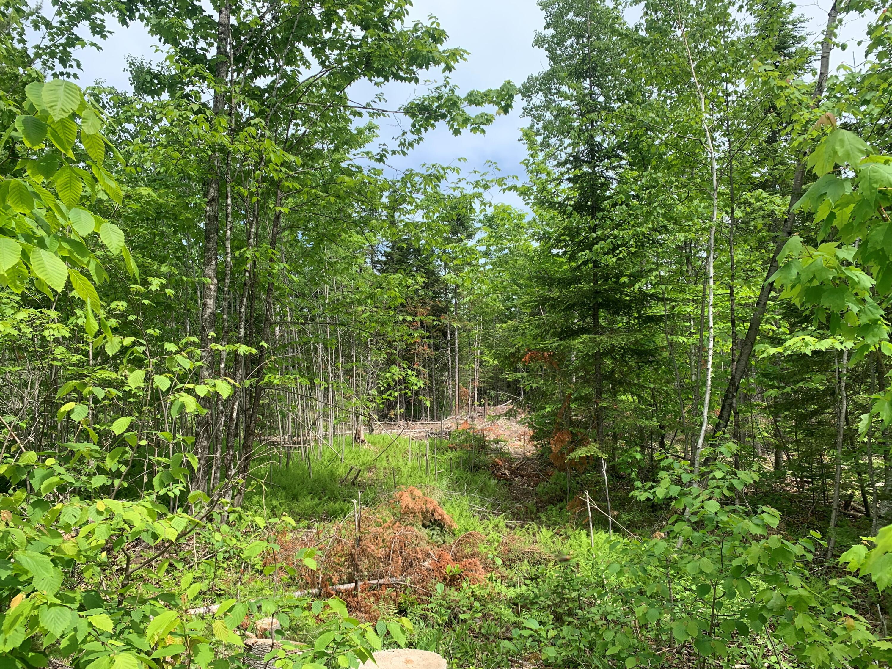 Lotk Cow Team Road Crystal, ME 04747 - Photo 4 of 11 4