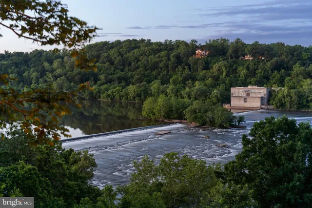 a view of a dry yard with plants and large trees