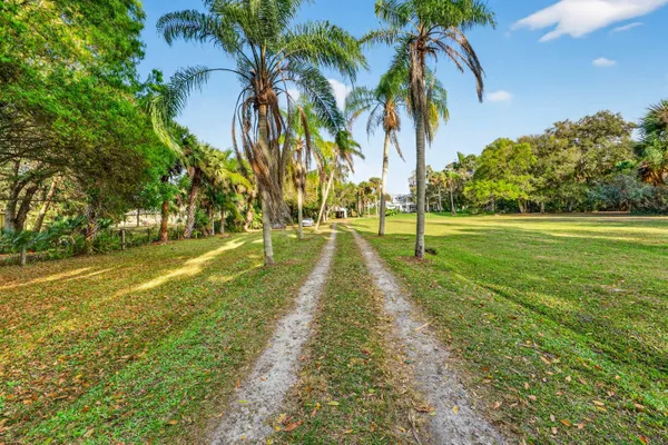 a park with large trees