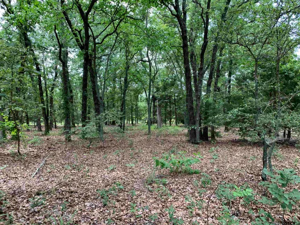 a view of a park with large trees