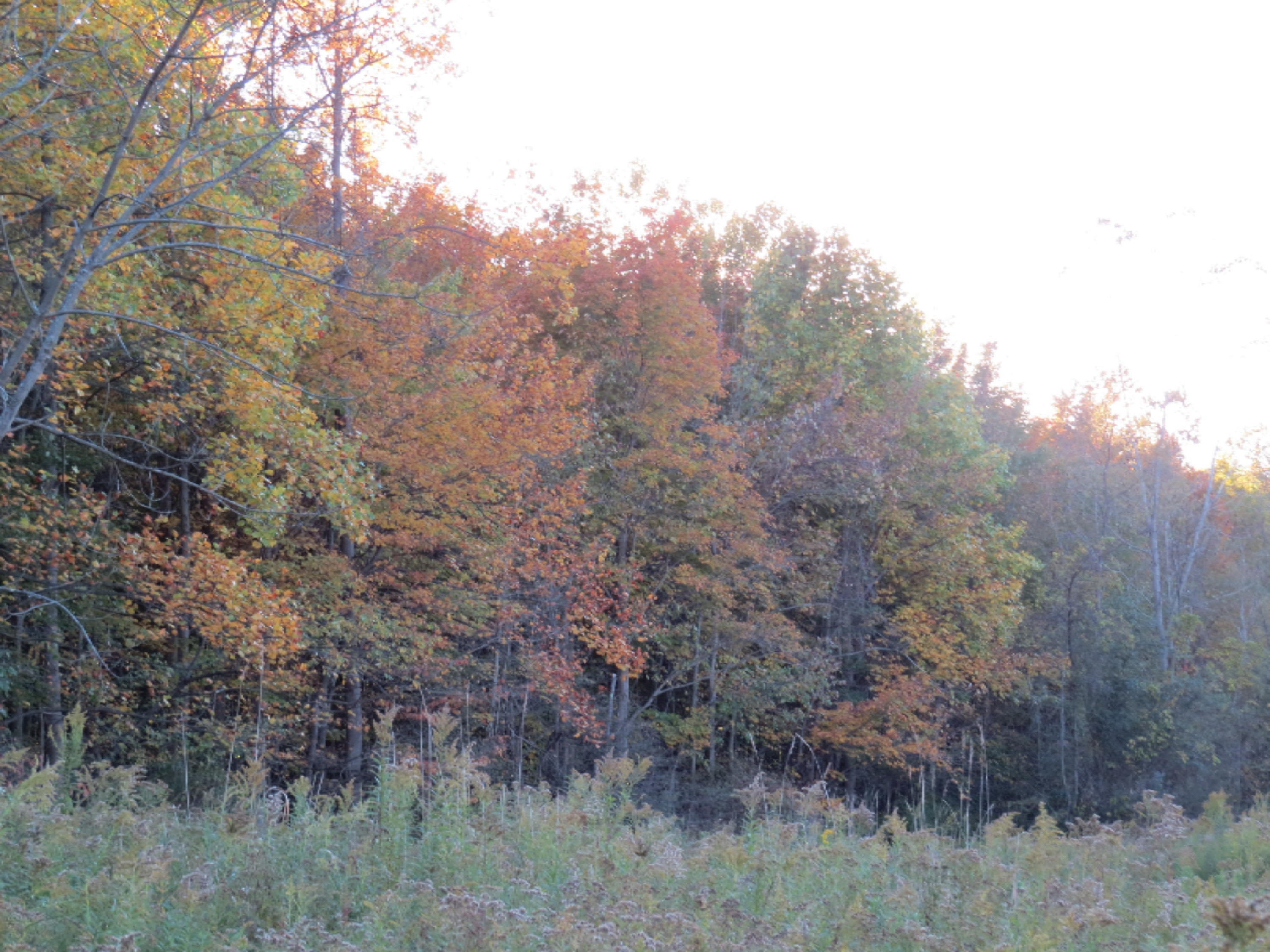 0 Flynn Road Three Oaks, MI 49128 - Photo 2 of 4 IMG_0976