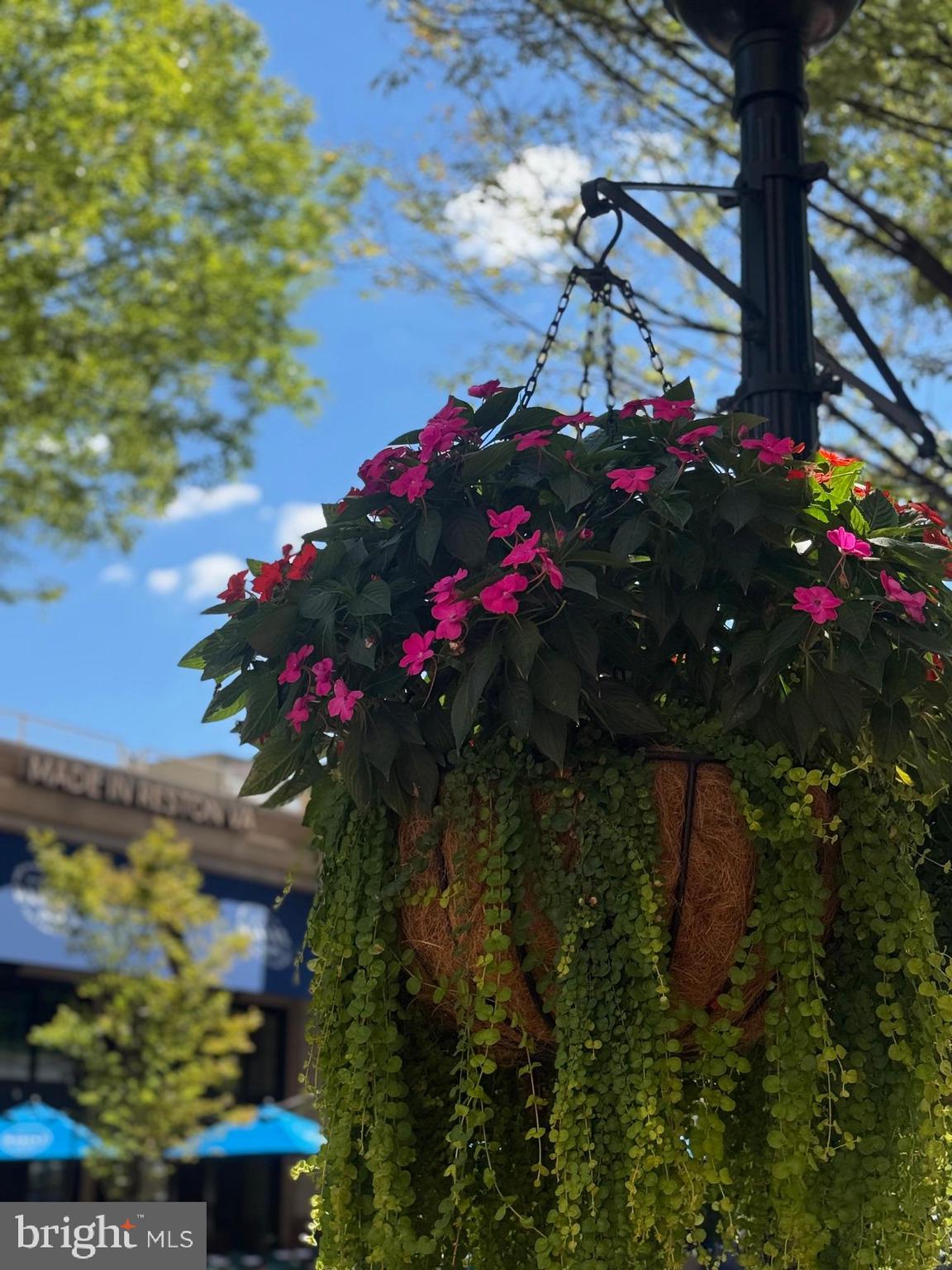 11833 Shire Court, Unit 21B Reston, VA 20191 - Photo 37 of 37 a view of a flower