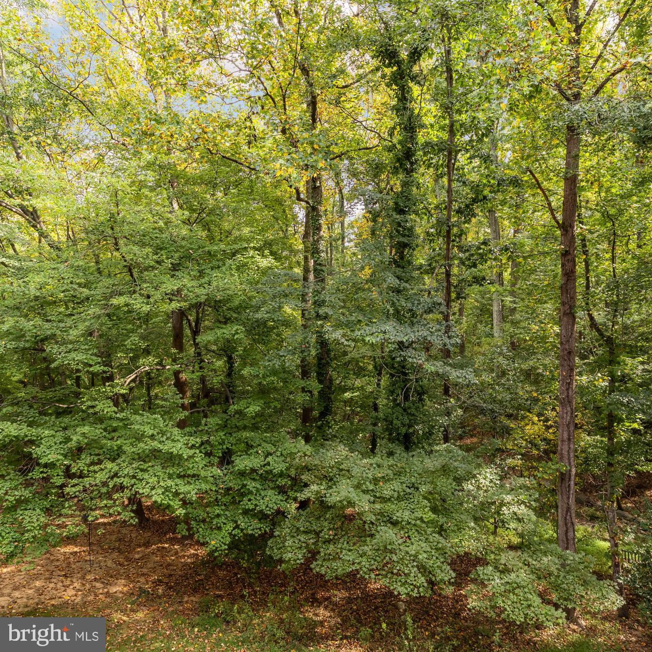 11833 Shire Court, Unit 21B Reston, VA 20191 - Photo 6 of 37 a view of a lush green forest