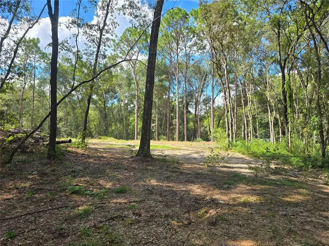 a view of a tree in the middle of a yard