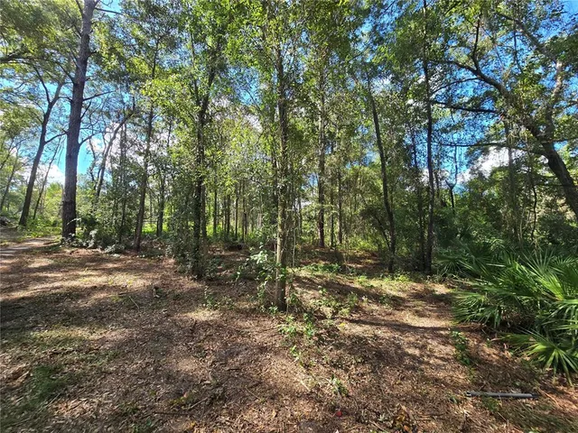 a view of a forest with trees in the background
