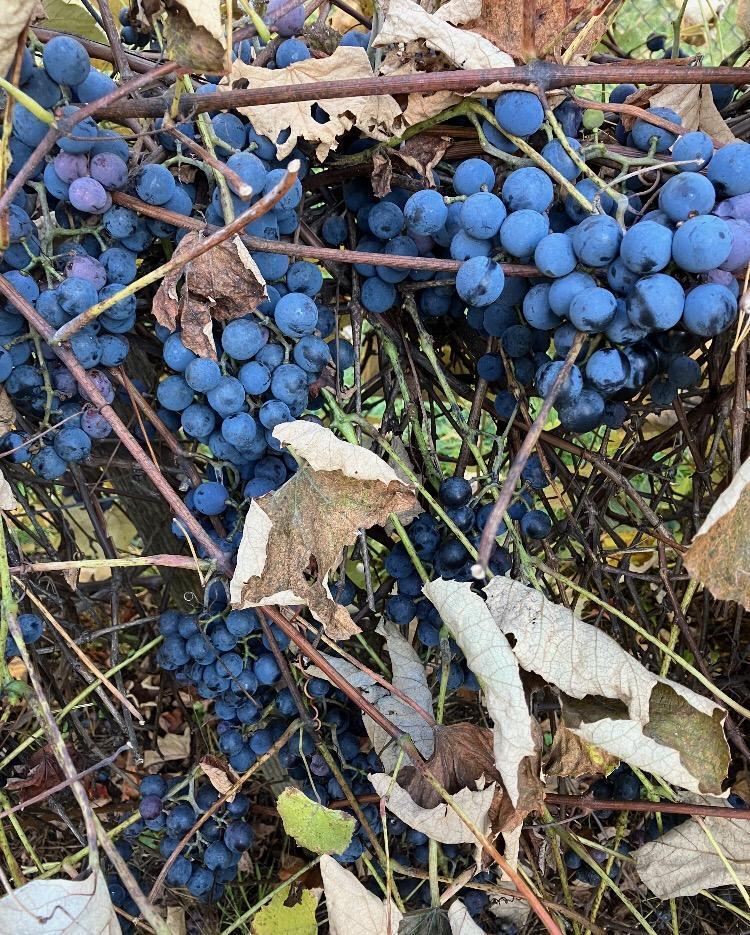 6582 Potter Road Bear Lake, MI 49614 - Photo 23 of 28 diana grape