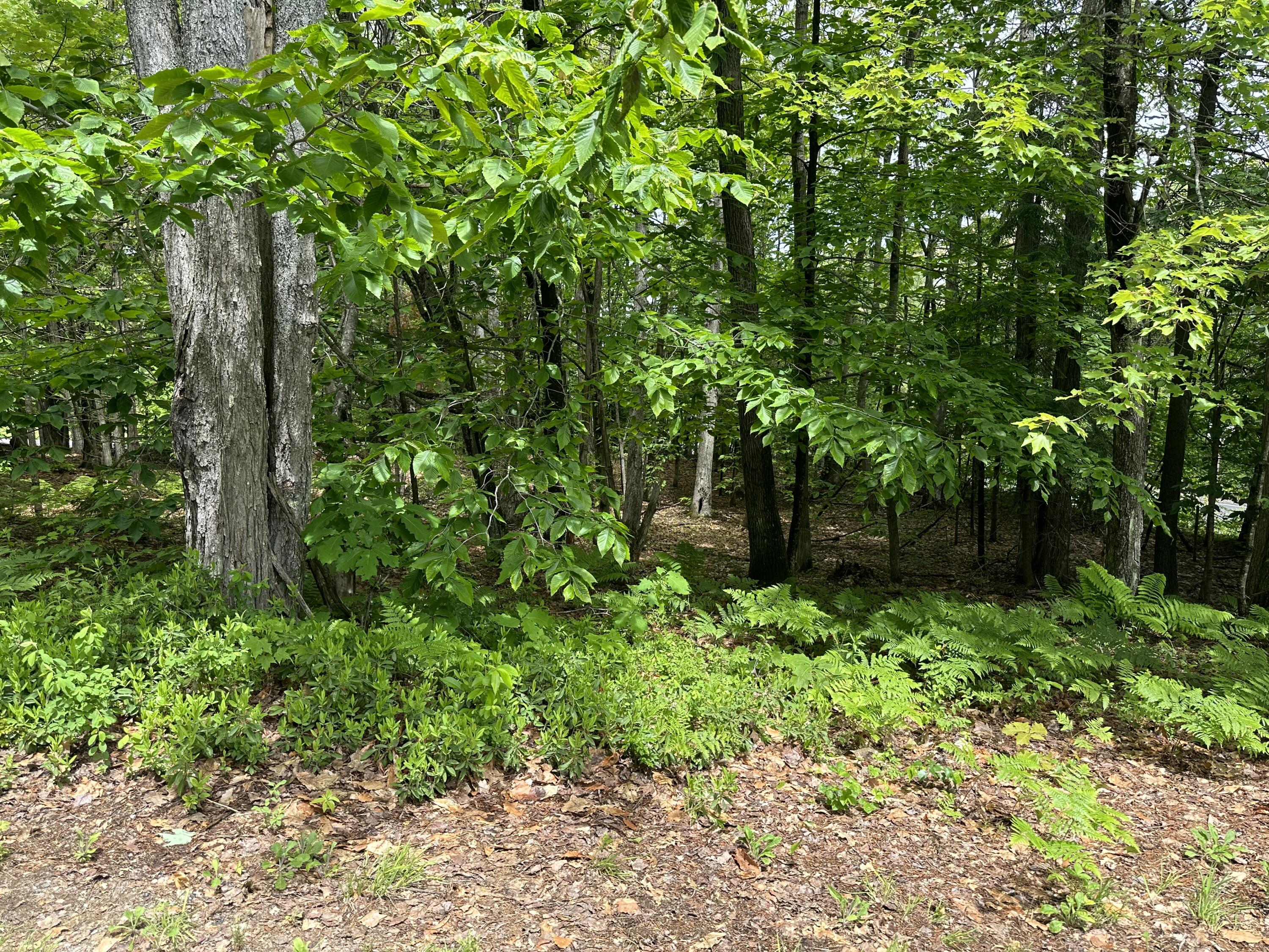 8 Greenwoods Road Peru, ME 04290 - Photo 23 of 24 IMG_1323