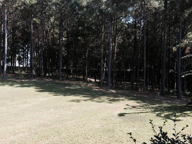 1157 Leesburg Road Pelahatchie, MS 39145 - Photo 6 of 12 Photo 6