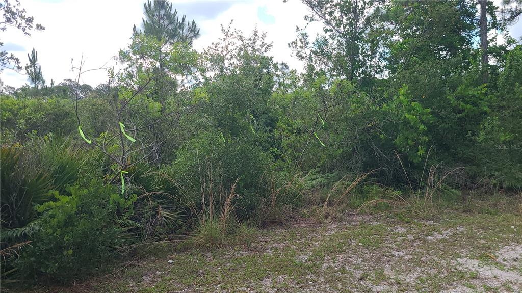 2575 North Bear Run Frostproof, FL 33843 - Photo 5 of 27 a view of a forest with a tree in the background